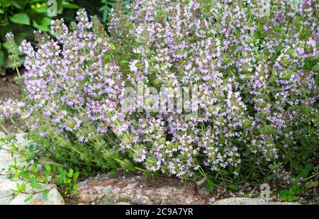 Salvia sclarea, clary, o clary piante di salvia che crescono nel campo. Fioritura di Salvia sclarea o clary salvia. Foto Stock