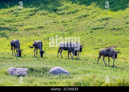 Apple Valley, Minnesota. Una mandria di Wildebests, Connochaetes taurinus che pascolano nel pascolo. Foto Stock