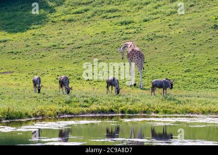 Apple Valley, Minnesota. Una mandria di Wildebests, Connochaetes taurinus che pascolano nel pascolo con una giraffa. Foto Stock