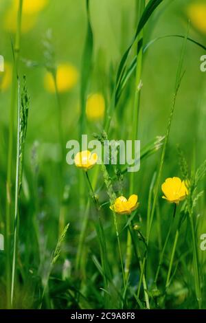 Colpo verticale di piccoli fiori gialli su sfondo di erba Foto Stock