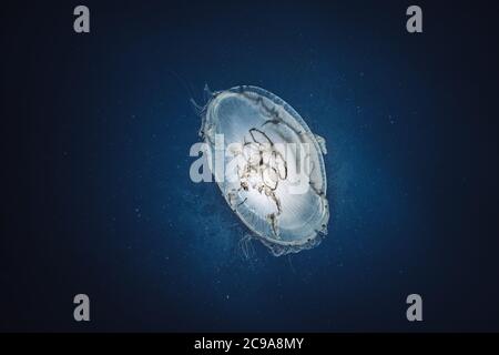 Immagine subacquea di meduse in mare Foto Stock