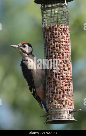 Un Picchio Javenile Grande puntato (Dendrocopos Major) appollaiato su un alimentatore di uccelli da giardino Foto Stock