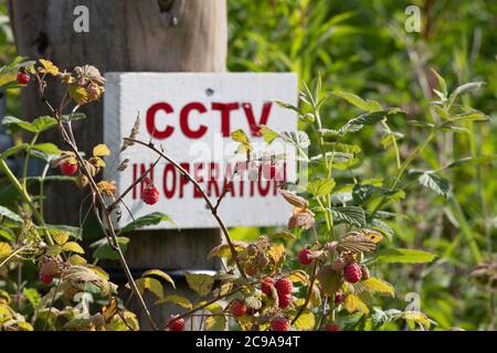 Lamponi selvatici fruttiferi (Rubus idaeus) che si coltivano in campagna di fronte a un cartello 'CCTV in funzione' Foto Stock