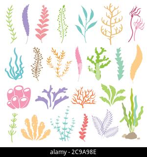 Illustrazione vettoriale delle alghe. Piante di mare e acquari alghe set. Isolato su sfondo bianco. Illustrazione Vettoriale