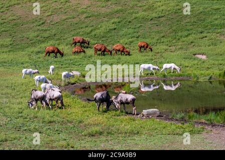 Apple Valley, Minnesota. Bongo's, Addax e Wildebeest che si radunano nel pascolo vicino ad una buca d'acqua. Foto Stock