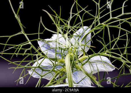 Fiore di finocchio con foglie di piuma su sfondo scuro Foto Stock