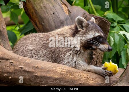 Primo piano di un raccoon seduto su un albero - concetto di fondo Foto Stock