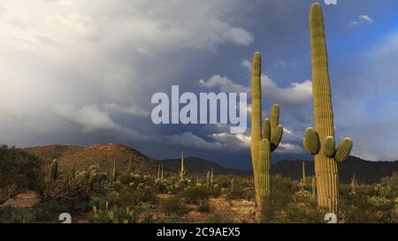 Un tramonto nel Tucson Mountain Park Foto Stock
