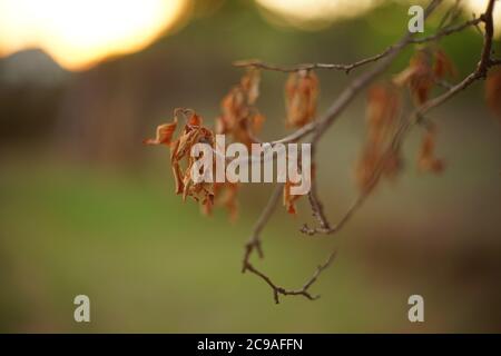 Closeup secco foglie di colore marrone sul ramo di albero nel giardino. Foto Stock
