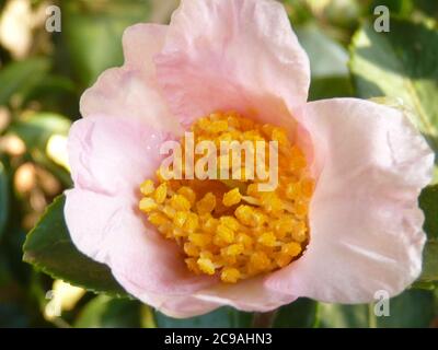 Fuoco selettivo di un fiore di sasanqua di camelia Foto Stock