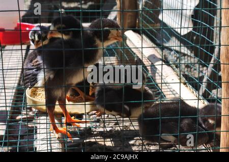 Uccelli nella gabbia catturati durante il giorno Foto Stock
