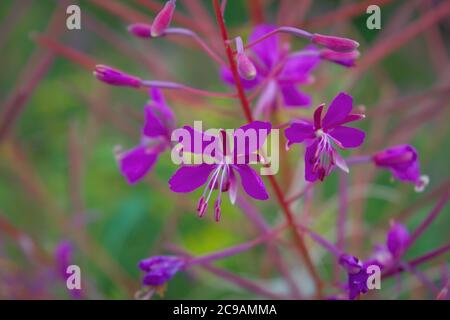 Fiore di fireweed viola brillante su uno sfondo naturale sfocato primo piano. Foto Stock