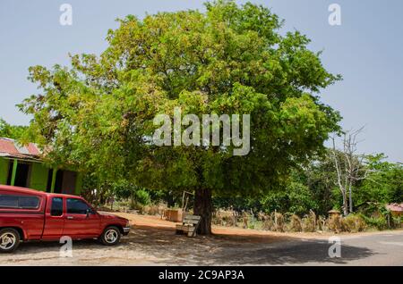 Albero di Tamarind che cresce dalla strada Foto Stock