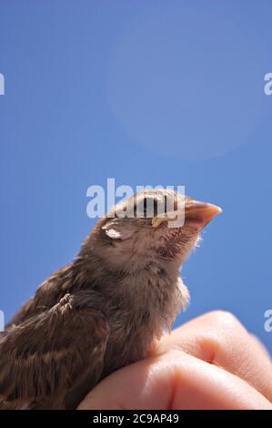 Primo piano di un giovane passero che è caduto dal nido e sta tenendo qualcuno in mano. Nell'immagine è presente uno spazio di copia nella parte superiore Foto Stock