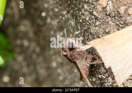 Occhio della Moth Sphinx di Abbott Foto Stock