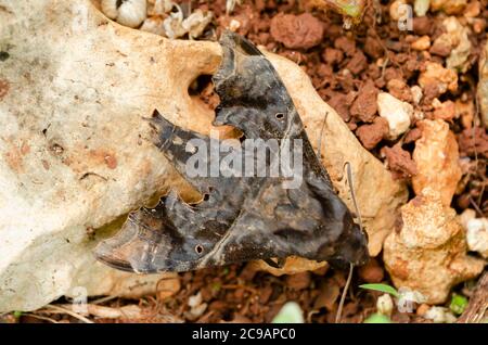 Retro della Sfinge Moth di Agott Foto Stock