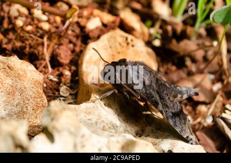 Lato del capo di Abbott's Aphinx Moth Foto Stock