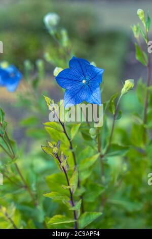 Blu Platycodon grandiflorus o palloncino fiore, cinese Bellflower. Primo piano Foto Stock