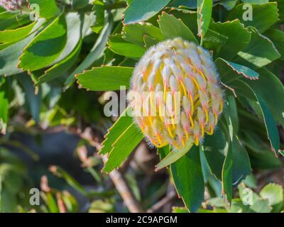 protea pianta bub vista ravvicinata con luce naturale del sole Foto Stock