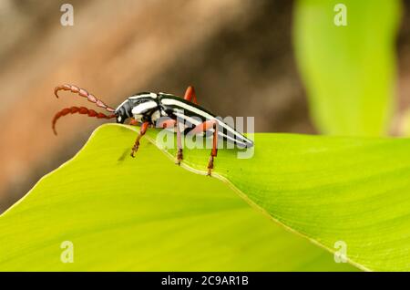 Nero e bianco lungo lato del Beetle del Corno Foto Stock