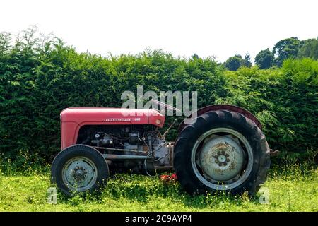 Trattore agricolo Massey Ferguson abbandonato e arrugginito in un campo vicino a una siepe in un'azienda agricola vicino a Holmfirth, nello Yorkshire Foto Stock