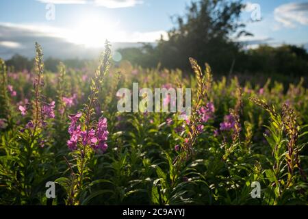 Erba salice di baia di rosa in un prato in estate con il sole basso all'orizzonte dietro Foto Stock