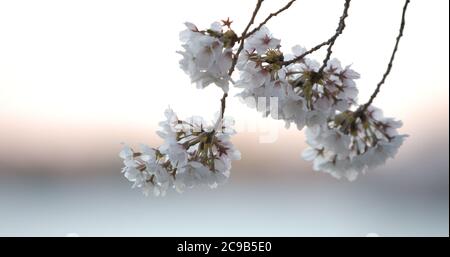 Yoshino Cherry Blossoms Branch a Washington DC al Tidal Basin Over the Water al Dusk Closeup Foto Stock