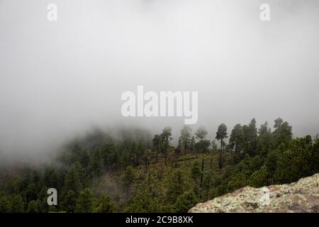 Nebbia che consuma gli alberi sotto il Mogollon Rim nel nord dell'Arizona. Foto Stock