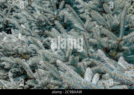 Sfondo di ramificazioni di abete azzurranteSante di rami di abete rosso e aghi luminosi Foto Stock