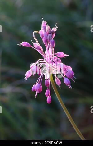 Allium carinatum subsp. Pulchellum, cirrosi allio. Pianta selvaggia sparata in estate. Foto Stock
