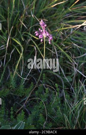 Allium carinatum subsp. Pulchellum, cirrosi allio. Pianta selvaggia sparata in estate. Foto Stock