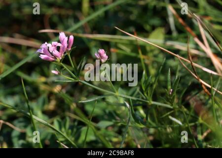Asperula cynanchica, Wort di Squinancy. Pianta selvaggia sparata in estate. Foto Stock