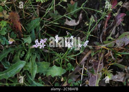 Asperula cynanchica, Wort di Squinancy. Pianta selvaggia sparata in estate. Foto Stock