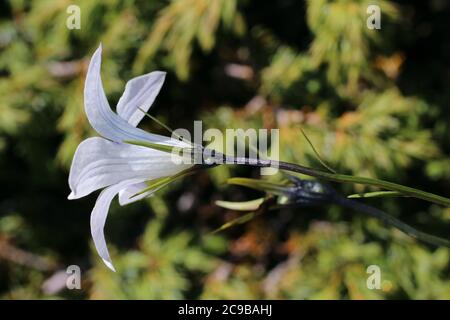 Campanula patula subsp. Abietina, spalmando Bellflower. Pianta selvaggia sparata in estate. Foto Stock