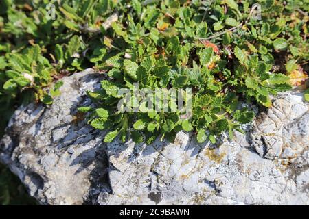 Dryas octopetala, Mountain Avens. Pianta selvaggia sparata in estate. Foto Stock