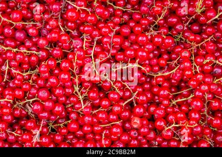 Fondo solido di ribes fresco maturo e naturale Foto Stock