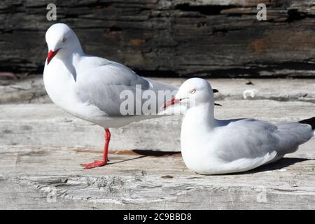 Due gabbiani d'argento australiani (Larus novaehollandiae) che riposano Foto Stock