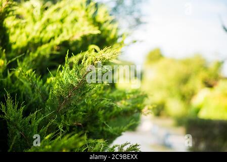 Filiale Juniper. Vista ravvicinata con sfondo sfocato. Albero di Juniper Texture sfondo. Evergreen Conifera Juniper superficie di colore verde brillante. Foto Stock