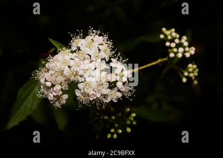 Grappolo di piccoli fiori bianchi su una pianta giapponese Spiraea (spiraea japonica). Foto Stock