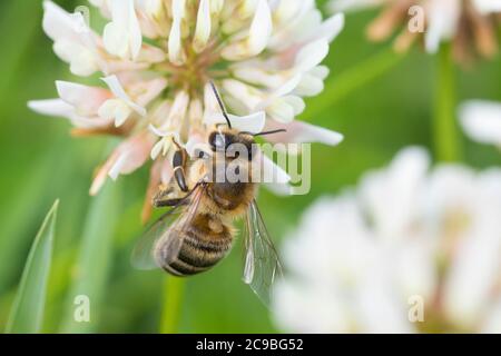 Honigbiene, Honig-Biene, Europäische Honigbiene, Westliche Honigbiene, Biene, Bienen, Apis mellifera, Apis mellifera, ape di miele, ape di alveare, hon occidentale Foto Stock