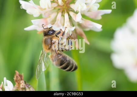 Honigbiene, Honig-Biene, Europäische Honigbiene, Westliche Honigbiene, Biene, Bienen, Apis mellifera, Apis mellifera, ape di miele, ape di alveare, hon occidentale Foto Stock