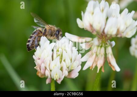 Honigbiene, Honig-Biene, Europäische Honigbiene, Westliche Honigbiene, Biene, Bienen, Apis mellifera, Apis mellifera, ape di miele, ape di alveare, hon occidentale Foto Stock