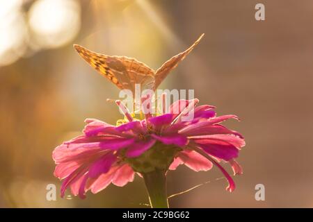 Farfalla dipinta signora o dipinta donna su un fiore rosa alla luce del sole. Macrofotografia della fauna selvatica. La farfalla impollinerà i fiori di majora. Eve Foto Stock