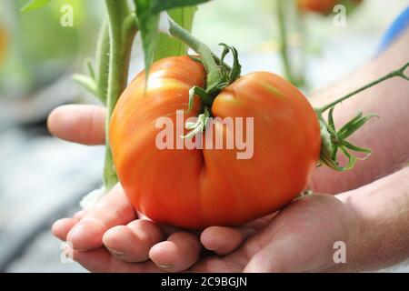 Pomodoro di manzo grande in mani contadine Foto Stock