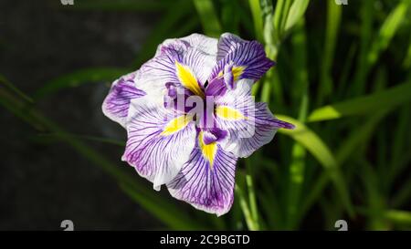 Amburgo, Germania - 20 giugno 2020: Primo piano di Iris ensata. Fiore con petali di colore viola - bianco - giallo. Foto Stock