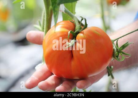 Pomodoro di manzo grande in mani contadine Foto Stock