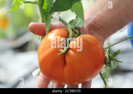 Pomodoro di manzo grande in mani contadine Foto Stock