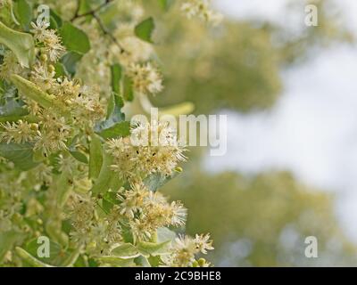 Fiori di Linden sull'albero Foto Stock