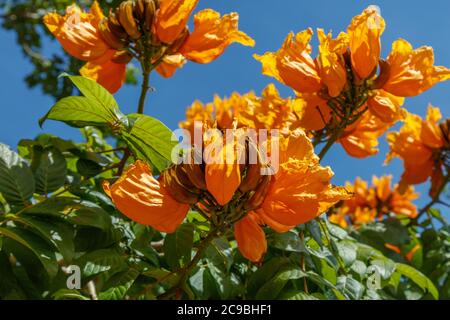 Spathodea Campanulata, o tulipano africano. Bali, Indonesia. Foto Stock