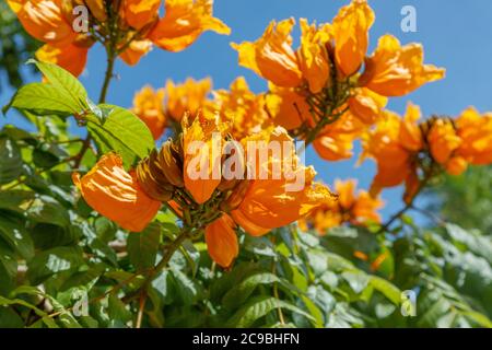 Spathodea Campanulata, o tulipano africano. Bali, Indonesia. Foto Stock